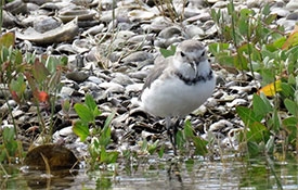 Miranda Shorebird Centre